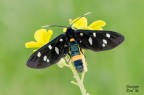 Amata Phegea