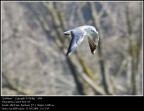 Gabbiano in volo Gabbiano in volo