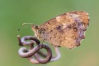 Imboscata