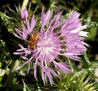 Mellifera su Mariano Mellifera su Mariano