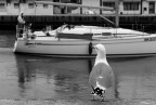 Porto Garibaldi (Fe) Porto Garibaldi (Fe)