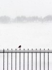 Solitario Solitario