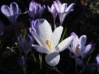 crocus crocus
