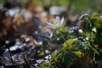 anemone nemorosa anemone nemorosa