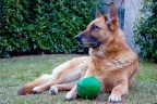 La foto al cane di casa  la pi banale possibile: seconda a solo a quella del gatto di casa... ma mi serve per chiedere lumi sull'uso del flash come "fill in", per schiarire le ombre. Quali impostazioni si devono fare (nel mio caso su 300D)? Ciao