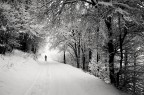 Nel bosco innevato