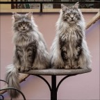 Gli accondiscendenti Gli accondiscendenti