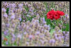 Immagine scattata la scorsa estate in un parco danese: purtroppo la rosa non era delle pi belle...

EOS 300D con EF 100-400L a 200 mm