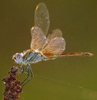 colori tra l'erba colori tra l'erba