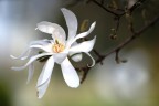 magnolia stellata magnolia stellata