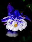 Aquilegia Aquilegia