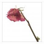 Rosa Rosa
