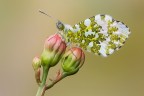 Anthocharis cardamines