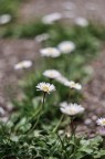 helios 44M