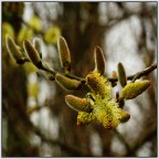 Un timido domani! Un timido domani!