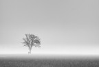 La nebbia come conforto della solitudine.
Strano, vagare nella nebbia! / Vivere  essere soli. / Nessuno uomo conosce l'altro, / ognuno  solo