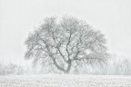 EMBRACING THE SNOW