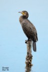 Cormorano