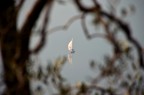Tra le fronde