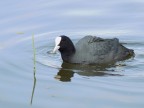 Folaga (Fulica atra) Folaga (Fulica atra)