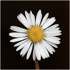 Margherita Margherita