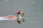 Svasso Maggiore
Gret crested grebe 
Podiceps cristatus Linnaeus, 1758
F8 1/640 iso1600