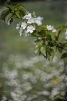 Primavera
