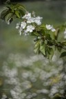 I fiori della primavera sono i sogni dellinverno raccontati, la mattina, al tavolo degli angeli.
(Khalil Gibran)