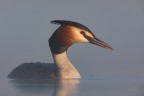 la dura vita del fotografo naturalista..ahaha....alle 5 sei gi per strada, il cielo stellato, aria fresca nei polmoni, lo stagno  un tavola bruna violentata solo da qualche luce in lontananza....mi godo il risveglio in palude..alla luce manca ancora molto...riapro gli occhi.....nebbia Totale !!!!e contro la nebbia non c niente che tenga....aspetto, aspetto , intanto sfila l'alba....sono le 8:15 e ancora c nebbia......non sono abbattuto , anzi....non vedo l'ora di riprovare