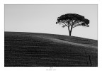 L'albero e la collina L'albero e la collina