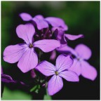 Lunaria Lunaria