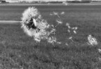 Vento di primavera Vento di primavera