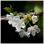 Fiori di ciliegio Fiori di ciliegio