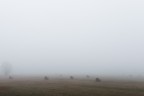 Rotoballe nella nebbia - Monotonie padane