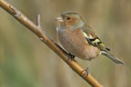 Fringuello (Fringilla coelebs) Fringuello (Fringilla coelebs)