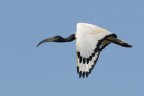 Ibis sacro Ibis sacro