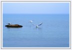 gabbiani nel blu gabbiani nel blu