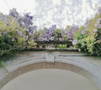 La Primavera a Milano (Il glicine) La Primavera a Milano (Il glicine)