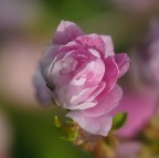***Rosellina***