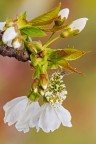 Hanami (la notte del ciliegio)  la festa che, in Giappone, celebra la rinascita della natura, espressa al meglio dal fiore del ciliegio.
Critiche e commenti sono graditi
[url=http://funkyimg.com/view/2rqf5]H.R.[/url]