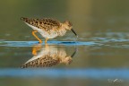 Combattente e il filo d'acqua Combattente e il filo d'acqua