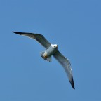 gabbiano reale gabbiano reale