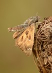 Erynnis tages