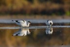 Avocette Avocette