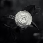 White Soul