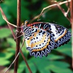 Cethosia cyane Cethosia cyane