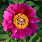 La Primavera belle ci fa La Primavera belle ci fa