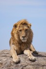 The King (panthera leo) The King (panthera leo)