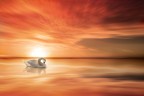 The Swan