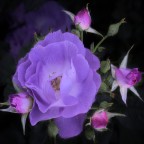 rose rose